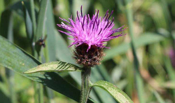 Centaurea nigra L.