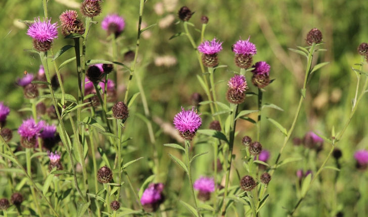 Centaurea nigra L.