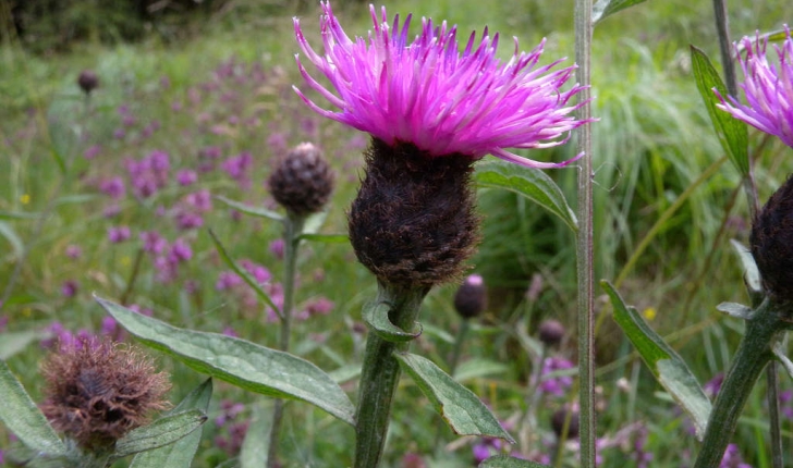 Centaurea nigra L.