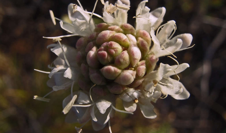 Knautia, Scabiosa, Cephalaria, Centaurea (Linné, 1823)