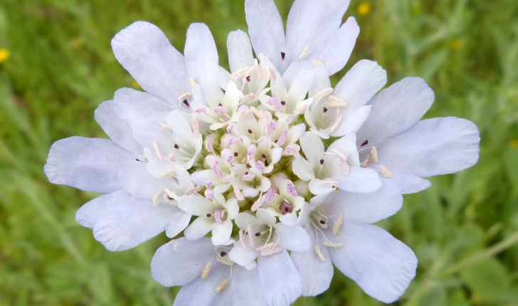 Cephalaria leucantha