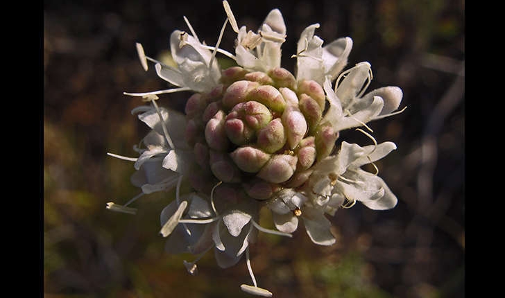 Cephalaria leucantha