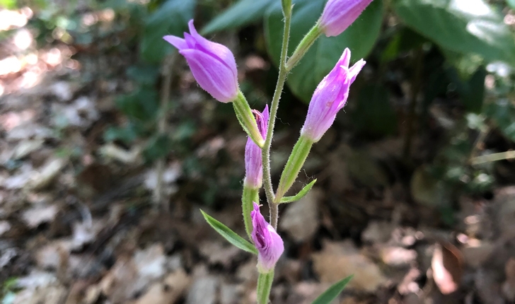 Cephalanthera rubra