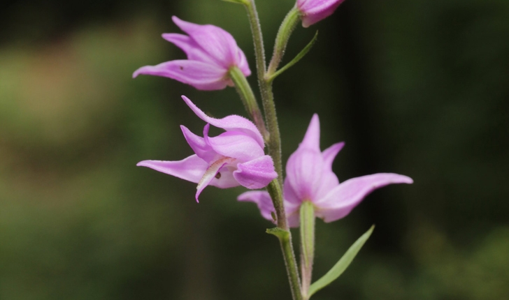 Cephalanthera rubra