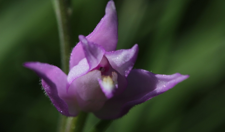 Cephalanthera rubra