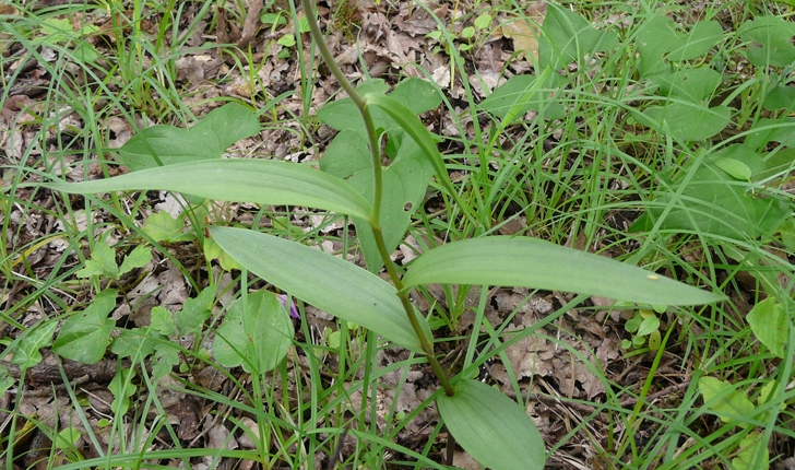 Cephalanthera rubra