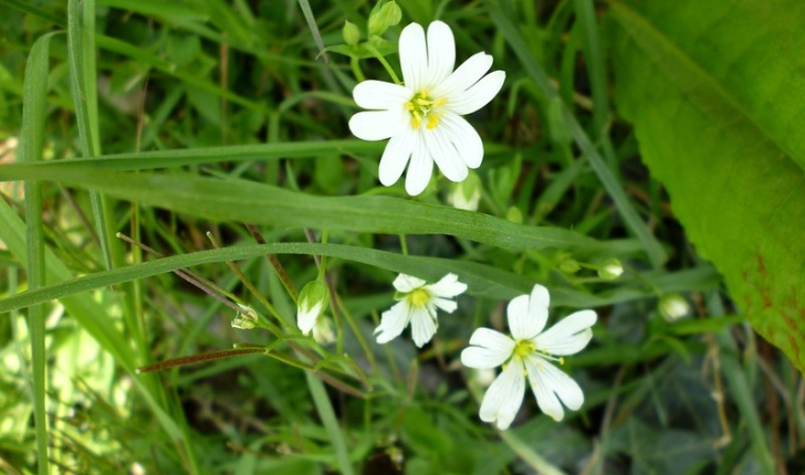 Cerastium arvense 