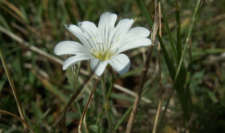 Cerastium arvense 