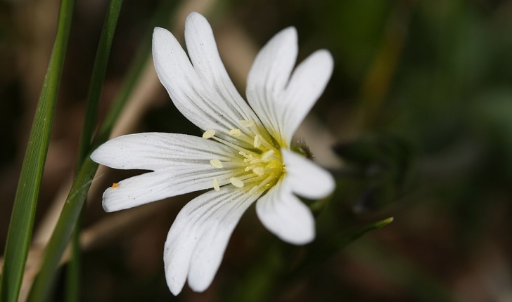 Cerastium arvense 