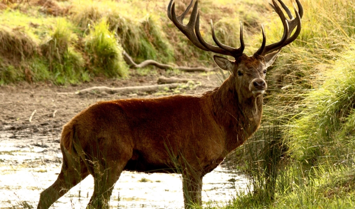 Cervus elaphus (Linnaeus, 1758)