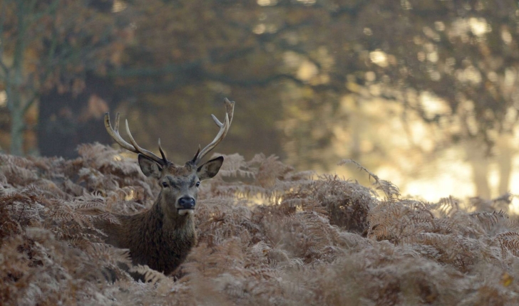 Cervus elaphus (Linnaeus, 1758)