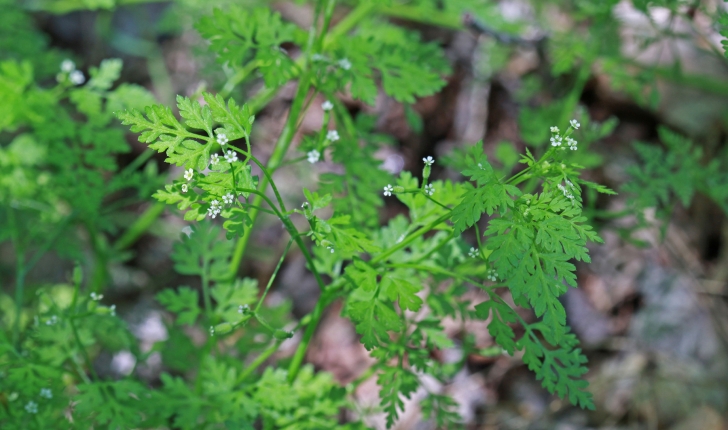 Anthriscus cerefolium, (L.) Hoffm. 1814