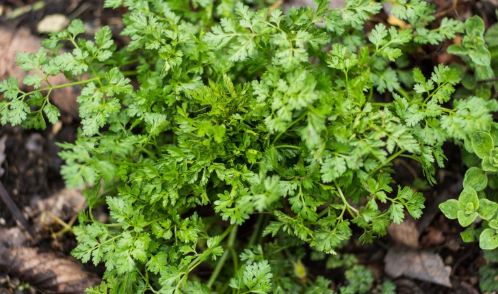 Anthriscus cerefolium, (L.) Hoffm. 1814