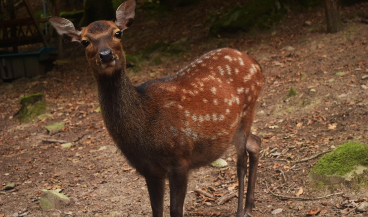 Cervus nippon (Linnaeus 1758)