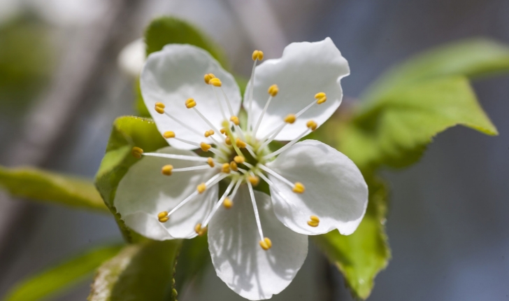 Prunus cerasus