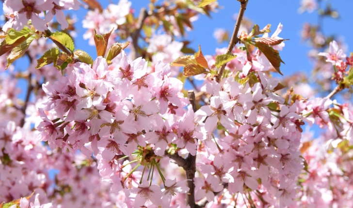 Prunus cerasus