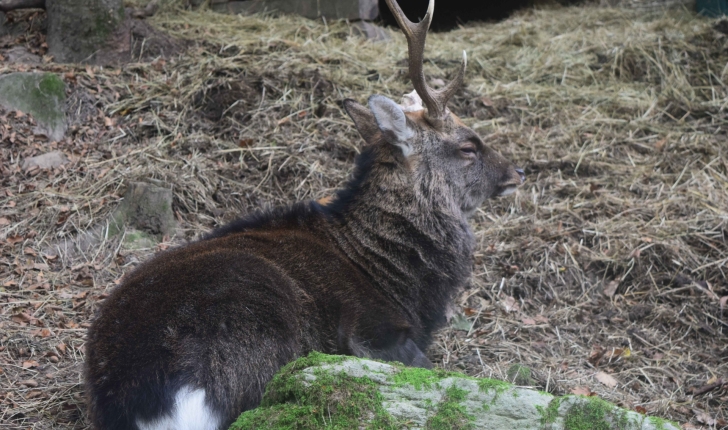 Cervus nippon (Linnaeus 1758)