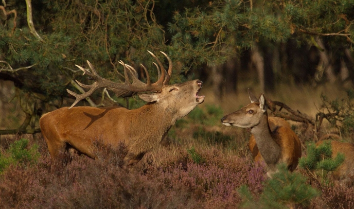 Cervus elaphus (Linnaeus, 1758)