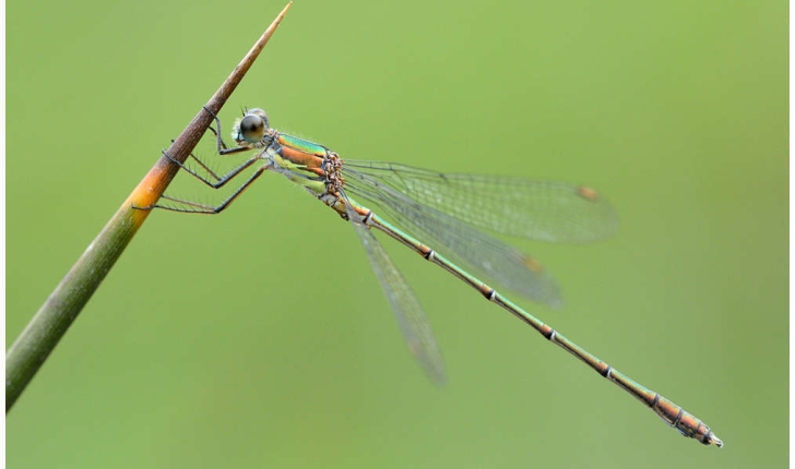 Chalcolestes viridis (Vander Linden, 1825)