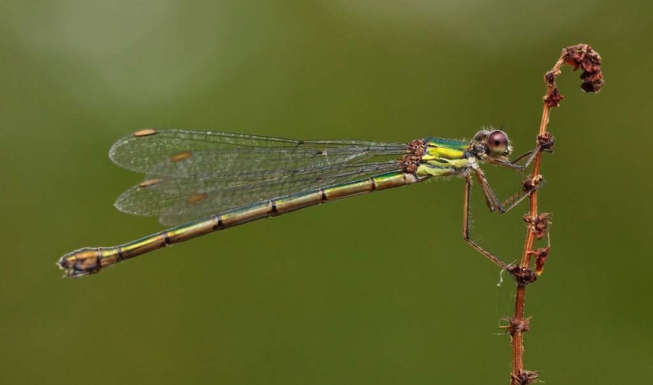 Chalcolestes viridis (Vander Linden, 1825)