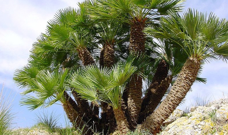 Chamaerops humilis L.