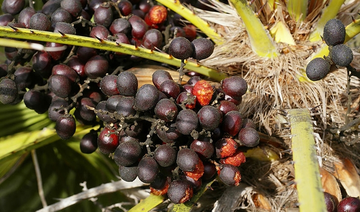 Chamaerops humilis L.