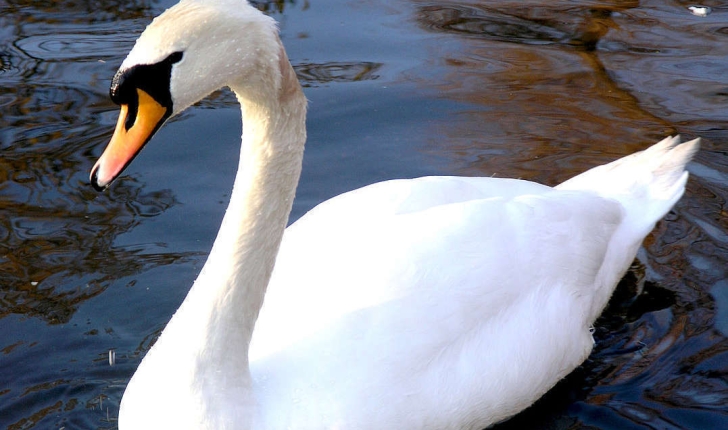 Cygne tuberculé