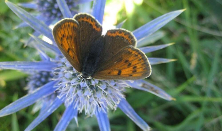 Eryngium bourgatii Gouan