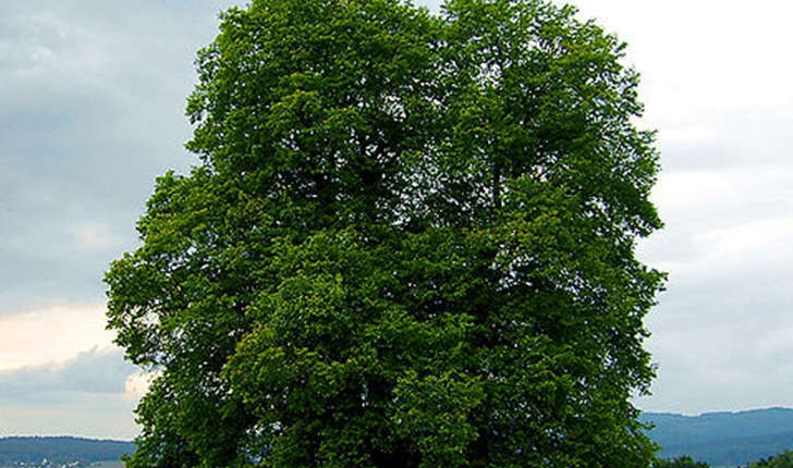 Carpinus betulus (L., 1753)