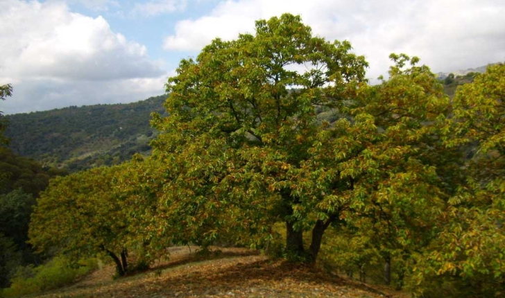 Castanea sativa