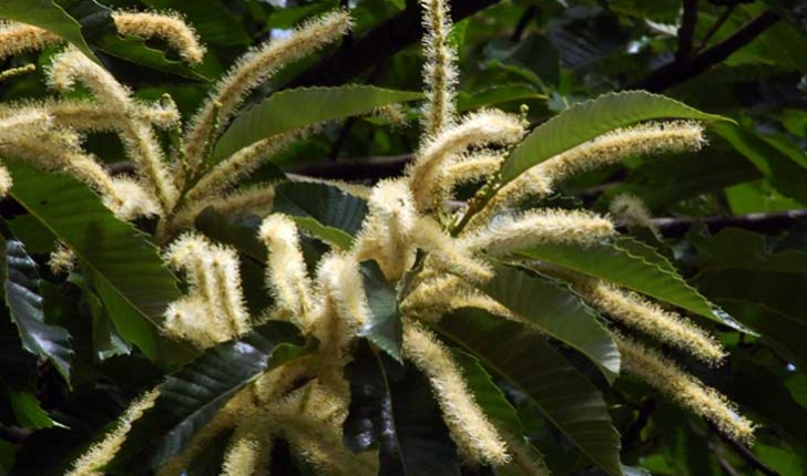 Castanea sativa