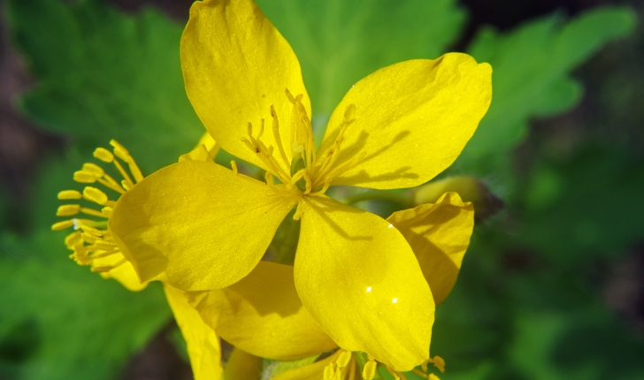 Chelidonium majus L., 1753
