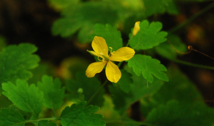 Chelidonium majus L., 1753