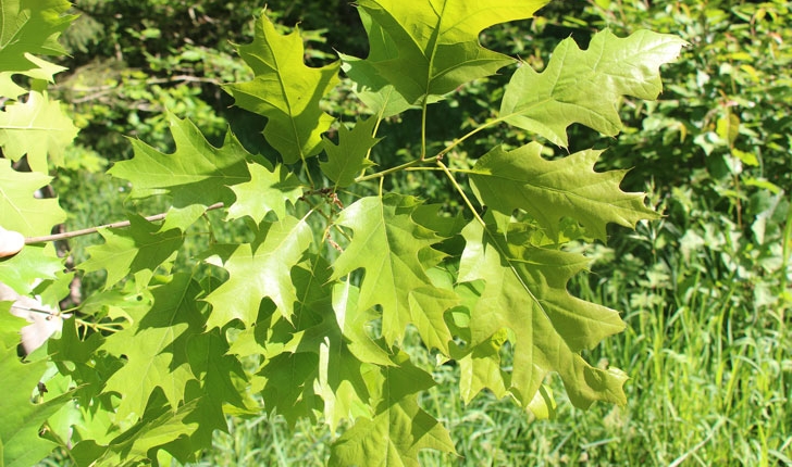 Quercus rubra