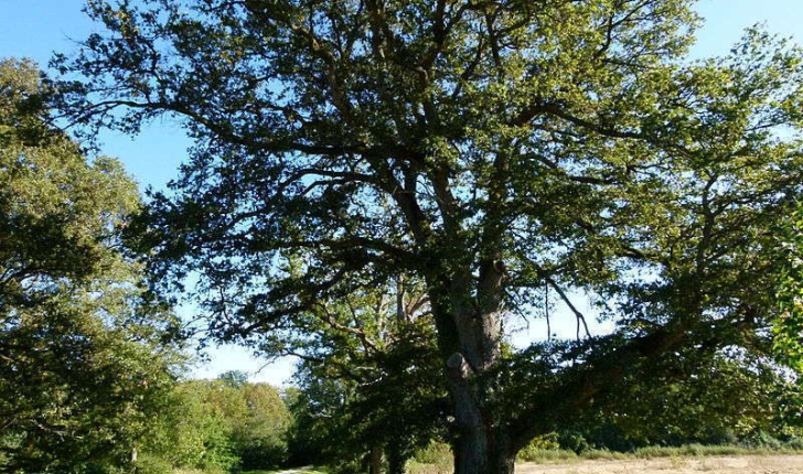 Quercus robur (L., 1753)