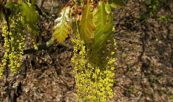 Quercus petraea (Liebl., 1784)