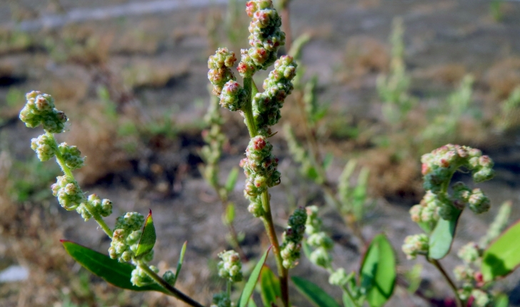 Chenopodium album L., 1753