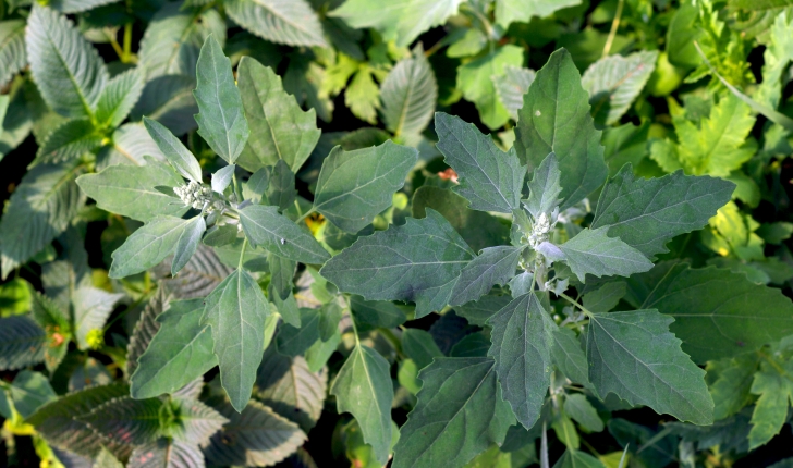 Chenopodium album L., 1753