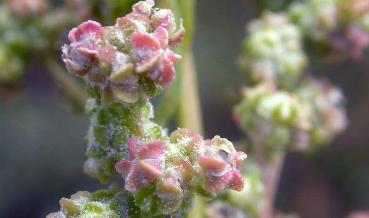 Chenopodium album L., 1753