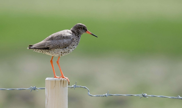 Tringa totanus (Linnaeus, 1758)