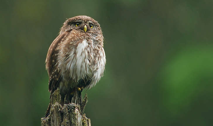 Glaucidium passerinum (Linnaeus, 1758)