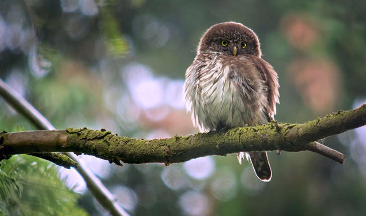 Glaucidium passerinum (Linnaeus, 1758)