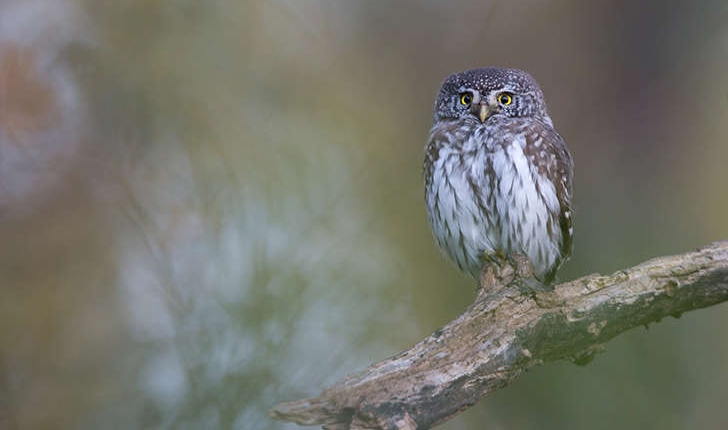 Glaucidium passerinum (Linnaeus, 1758)