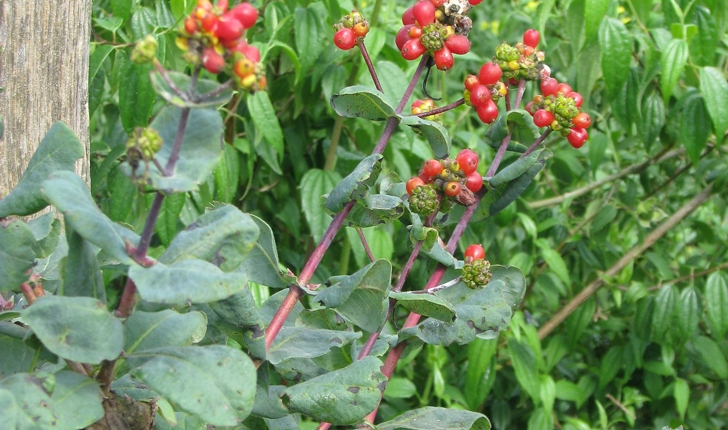 Lonicera etrusca Santi