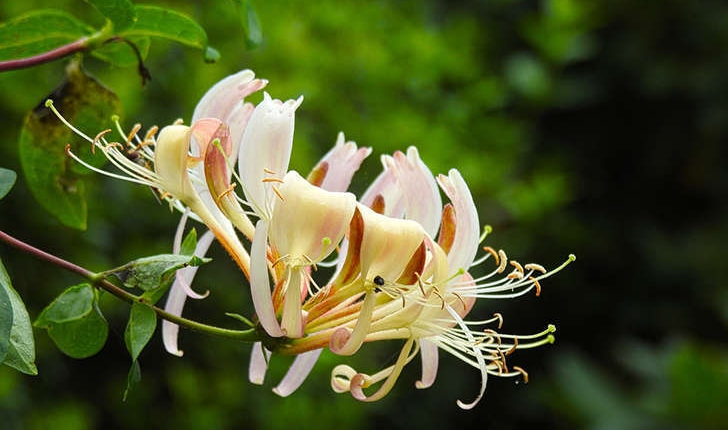 Lonicera sp.