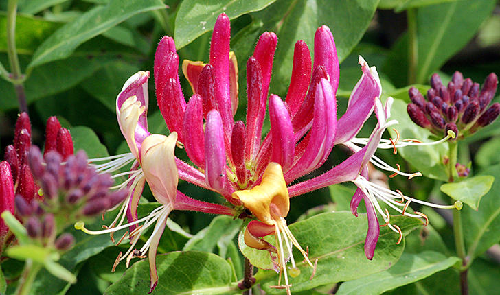 Lonicera sp.