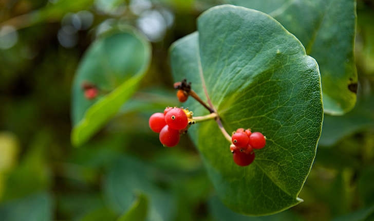 Lonicera sp.