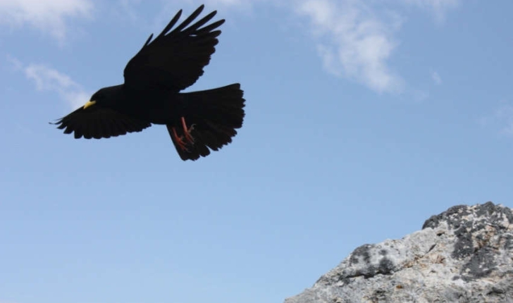 Pyrrhocorax graculus (Linnaeus, 1766)
