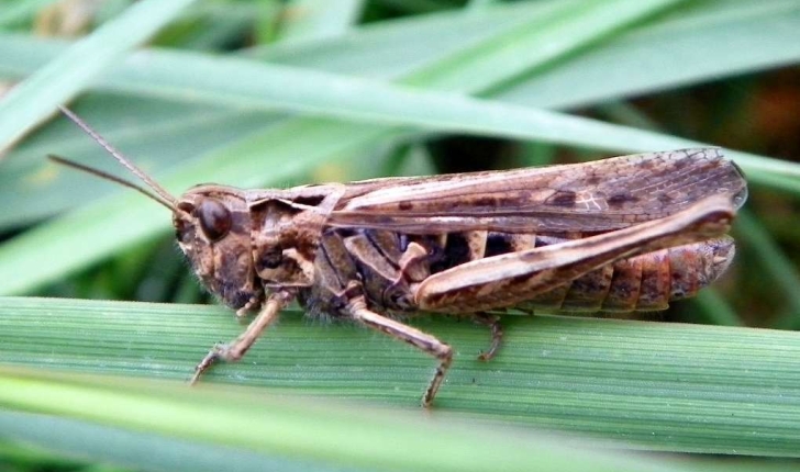 Chorthippus brunneus (Thunberg, 1815)