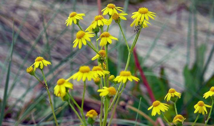 Senecio vulgaris (L., 1753)